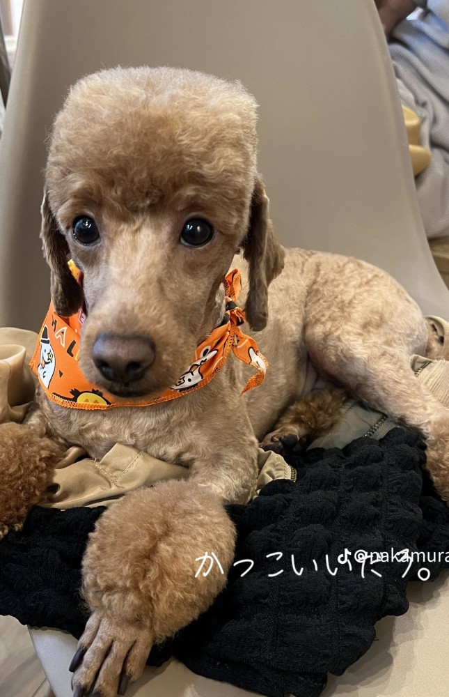 堂々と視線を向ける犬