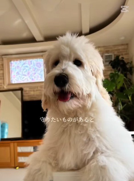 アグちゃんをお迎えするまで5