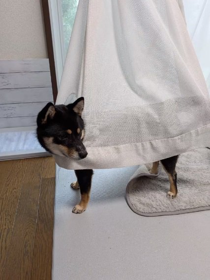 カーテンと一体化するあずきちゃん