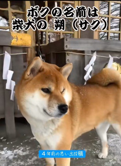 柴犬だけど生粋の道産子！