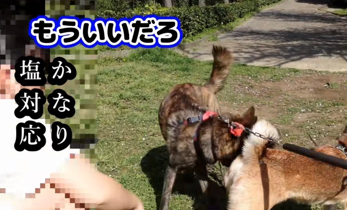 撫でられたあとにその場を離れる犬