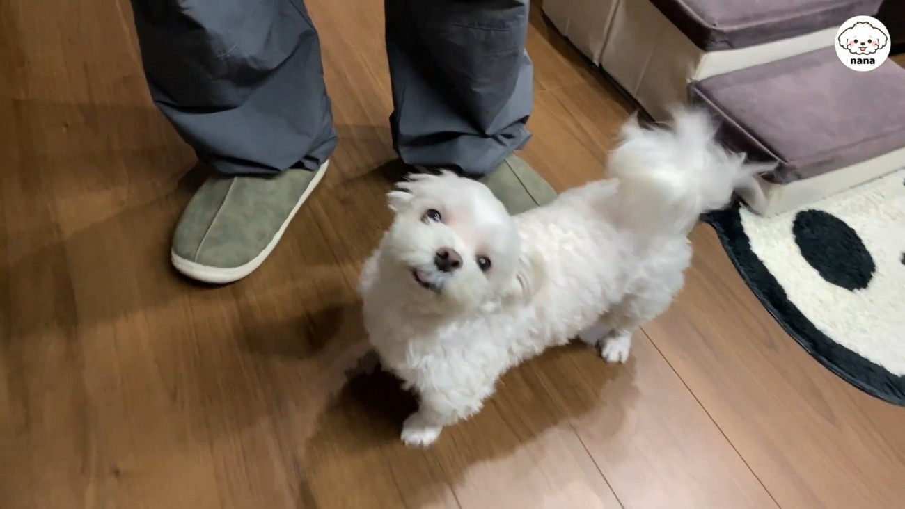 ナナくんとパパさんの再会9