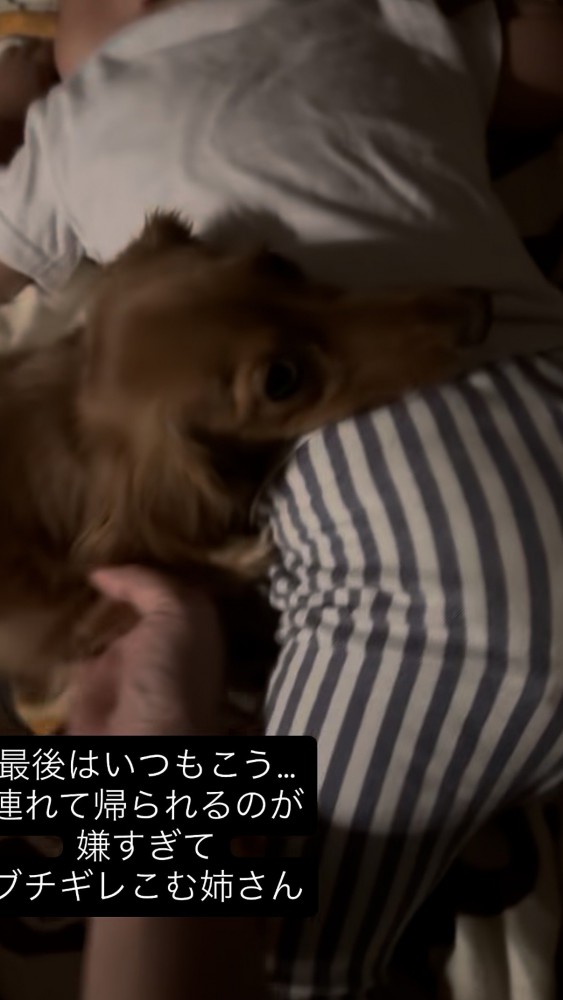男の子の背中にあごを乗せて阻止するダックス