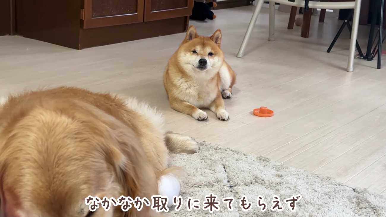 しょんぼり顔で待機