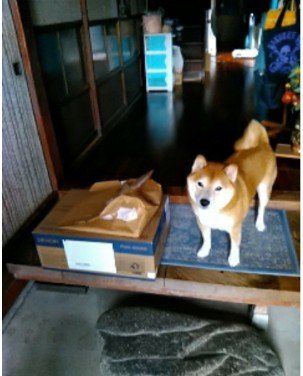 荷物を守っているのかな？