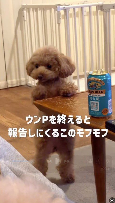飼い主を見つめる犬