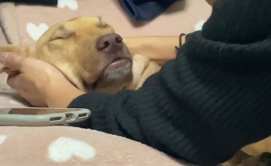 人間に見えてくる…！？