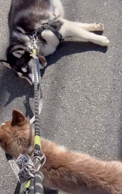 「兄ちゃん！起きて！」