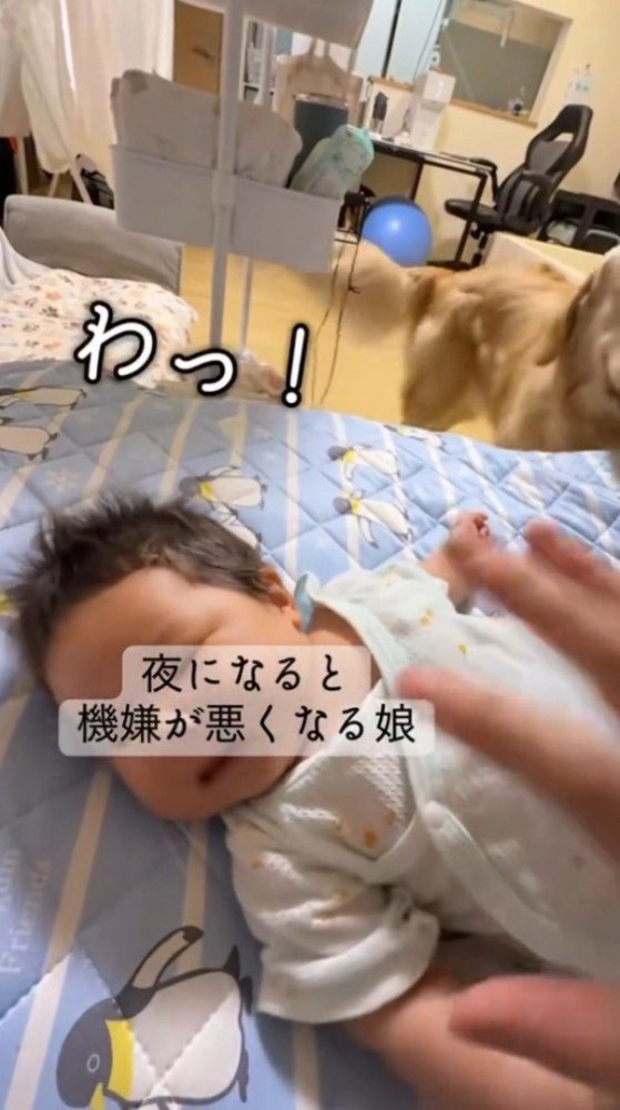 赤ちゃんに手を近づけてあやす飼い主
