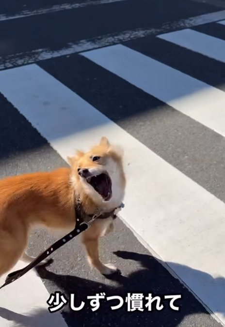 楽しく散歩に行けるようになった犬