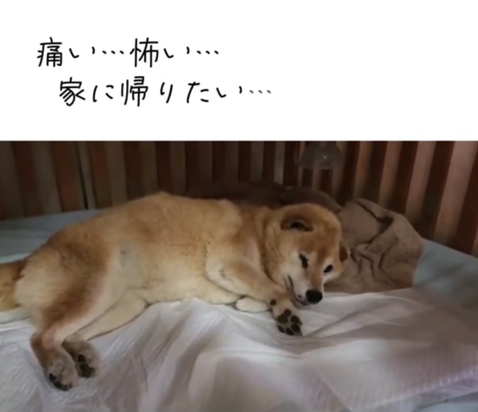 不安そうに横になる老犬