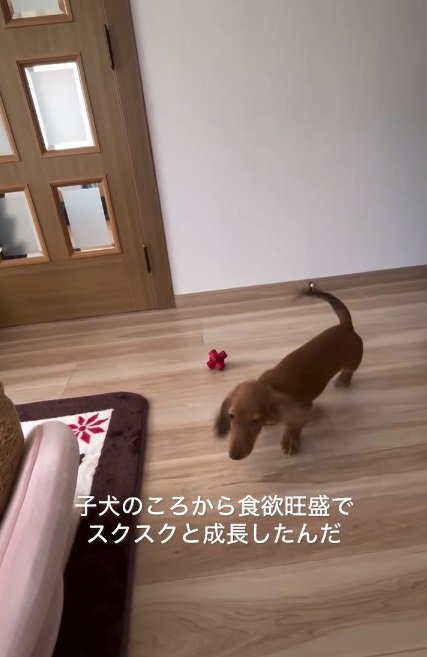 子犬のエールくん