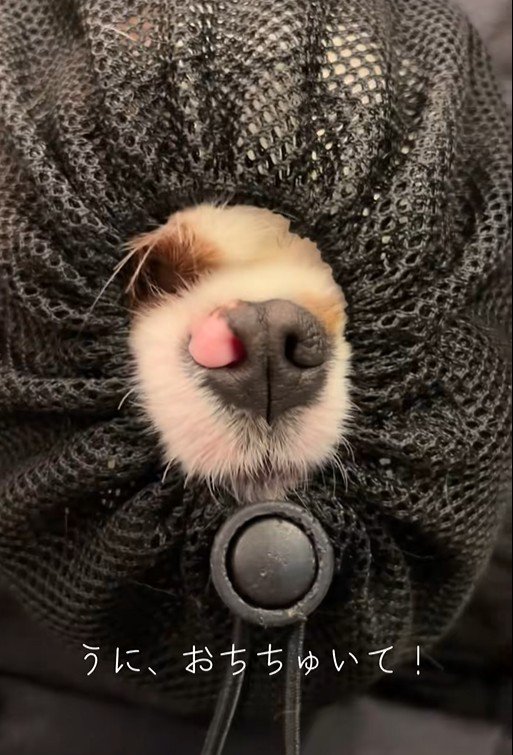 リュックに入るポテトちゃんとウニちゃん6