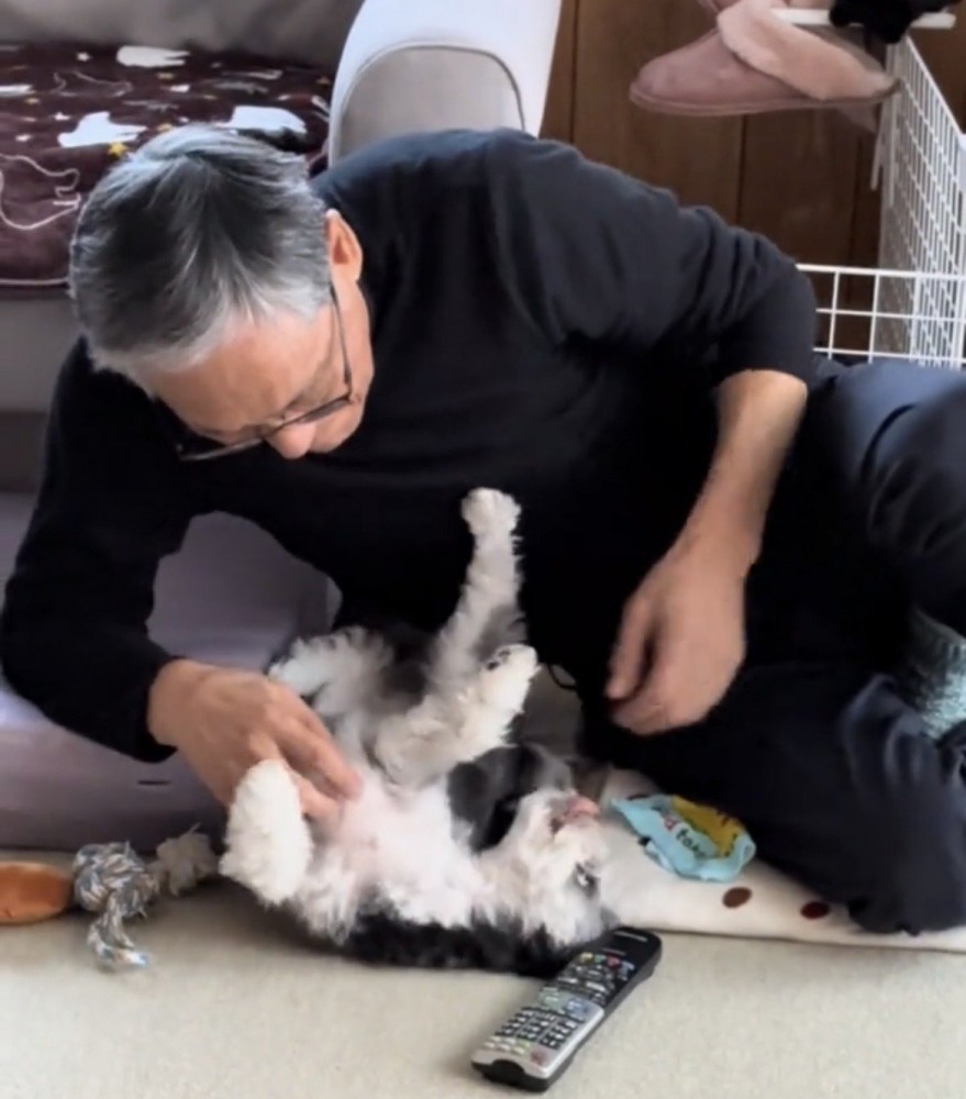 お腹を見せる犬