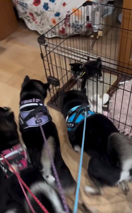 かぜちよくんに群がる柴犬たち