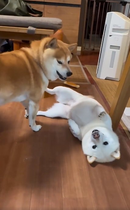 許してしまう豆千代くん