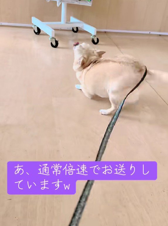 しっぽちぎれるーｗ