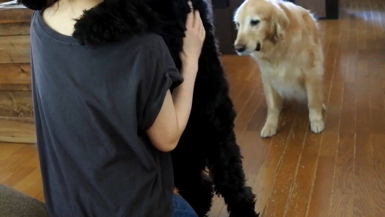 サイレンが鳴った時のルークくん3