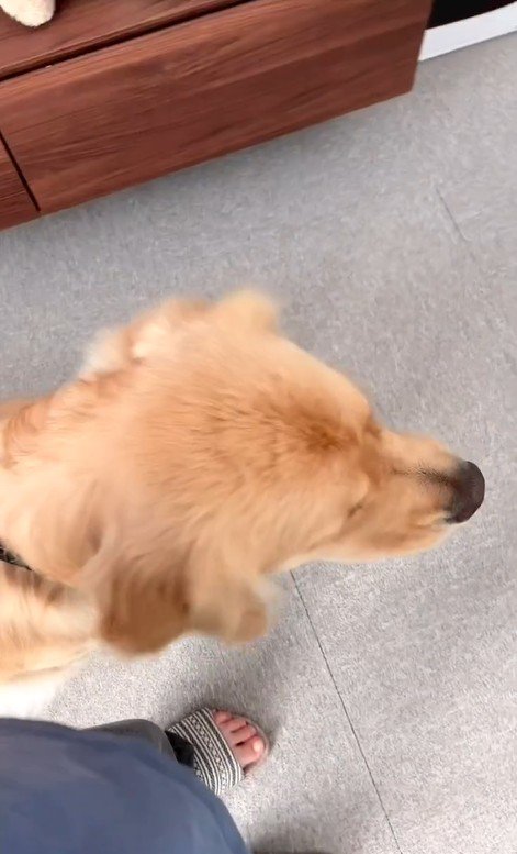 リリーちゃんと弟くんの初対面2