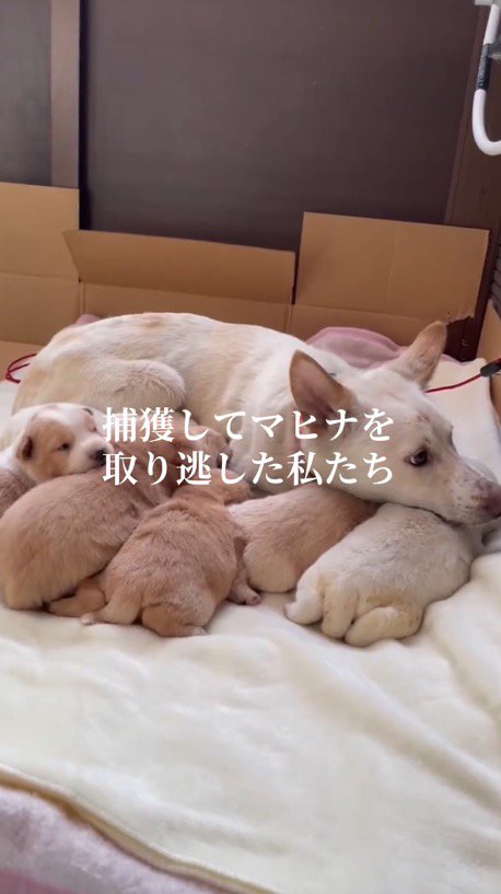 母犬の腹に顔を埋める子犬たち