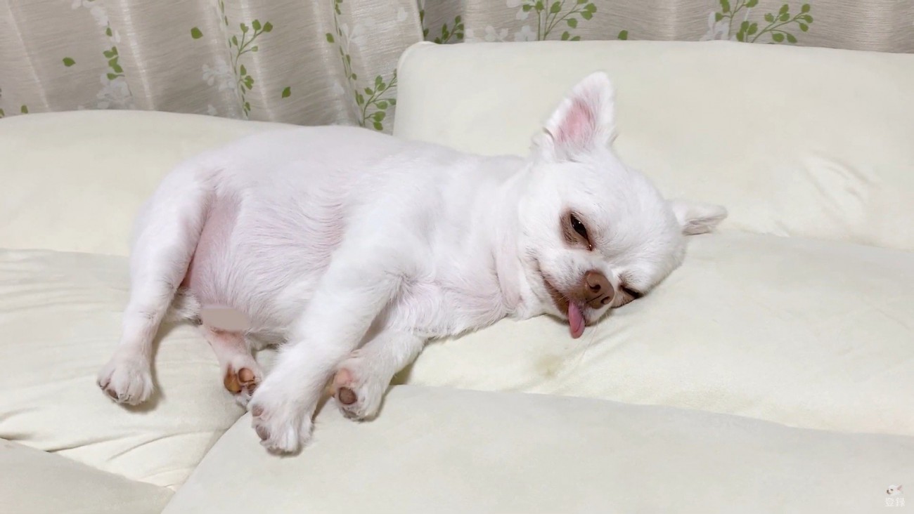 コハクくんの舌を掴んだら？