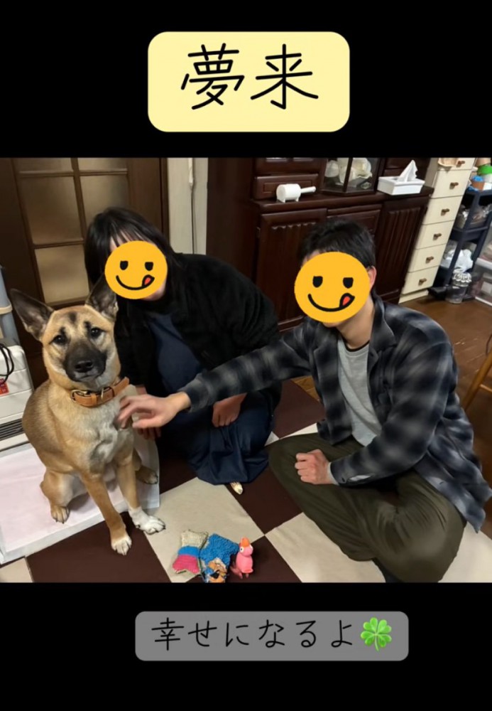 家族に迎えられた犬