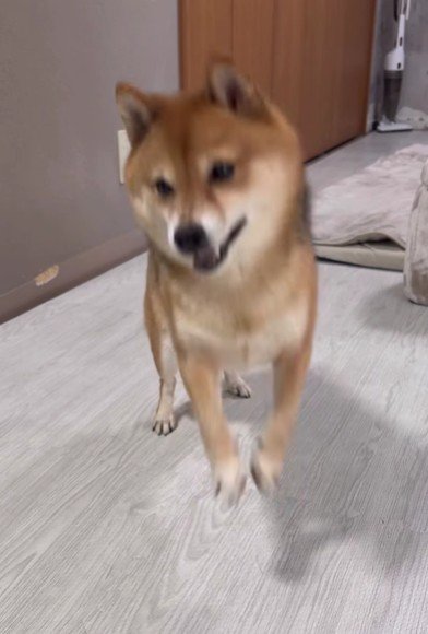 飛び上がってシタッと着地