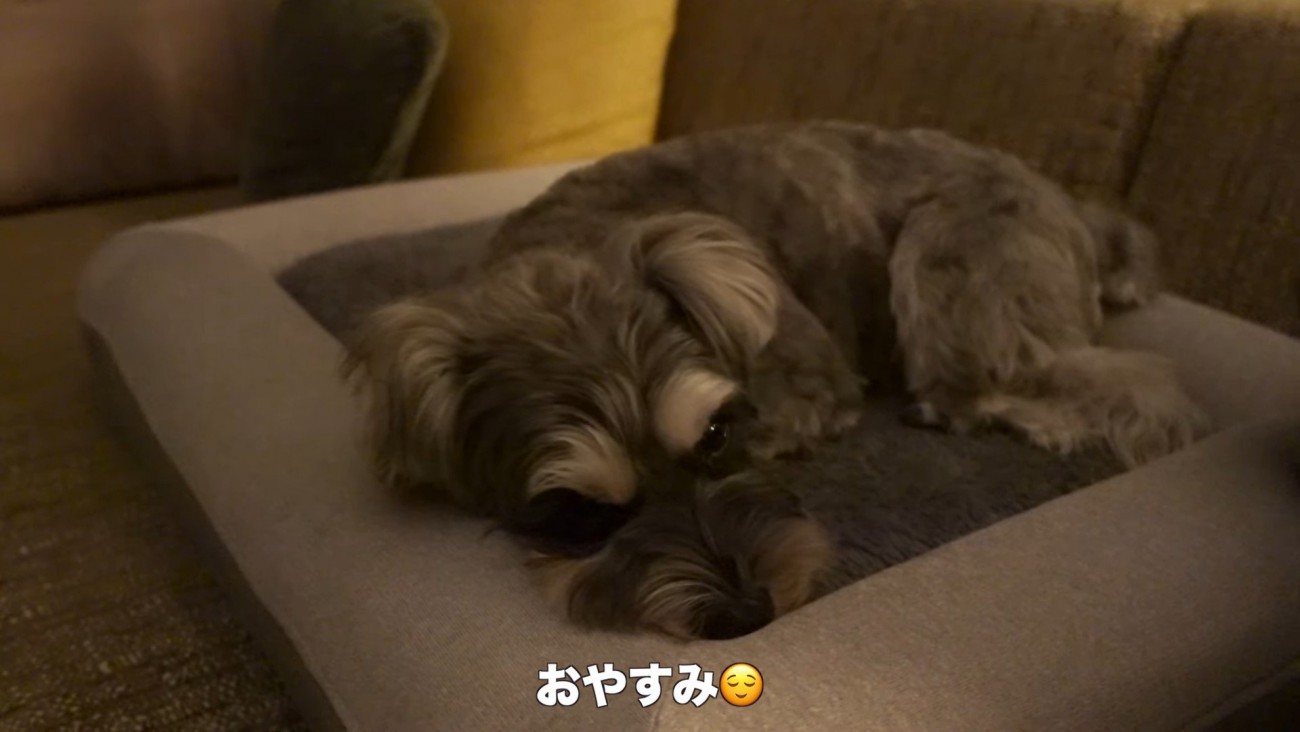 旅行中のティノちゃん⑩