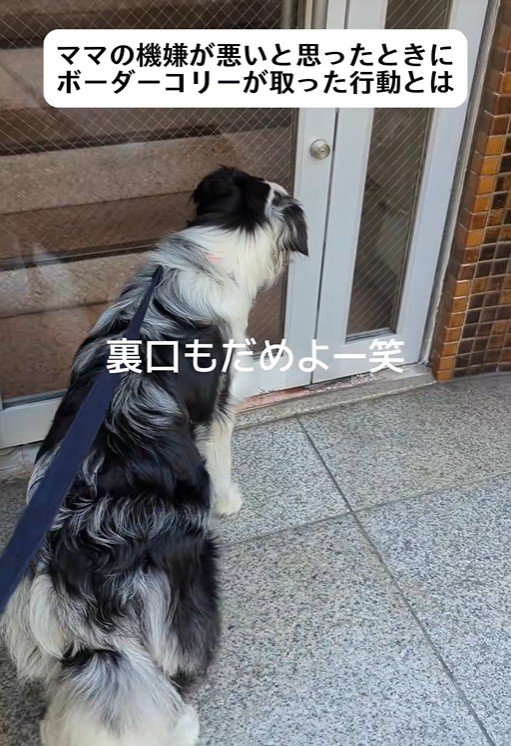 ママの機嫌が悪い時のワンコたちの行動9