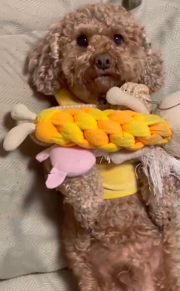 虚無顔の茶々丸くん