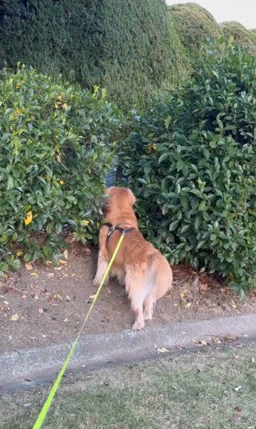 今日も猫を探す万吾郎くん