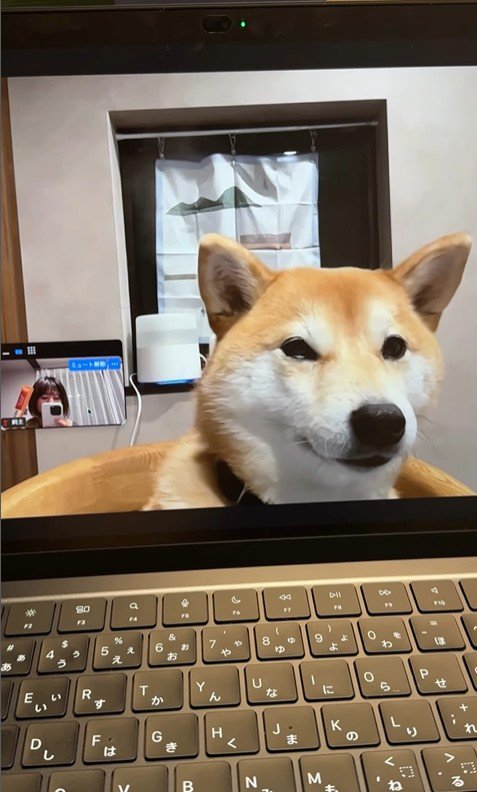 zoom会議中のみかんちゃん2