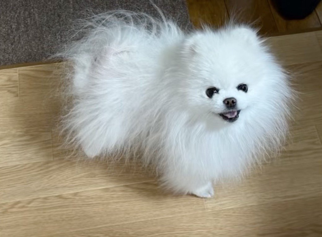 カメラを見つめて笑顔になる犬