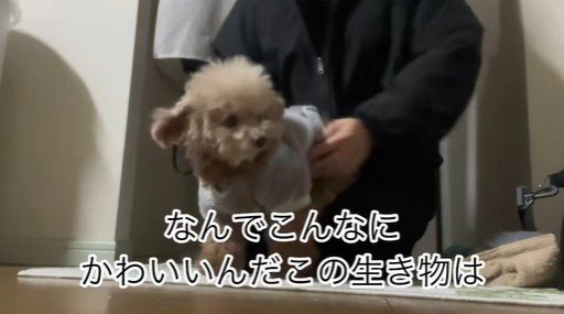 ちびちゃんのお出迎え5