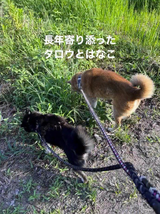 横に並んで散歩をする2頭の犬