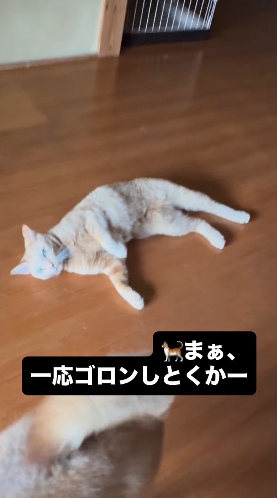 飼い主にお腹を見せる猫