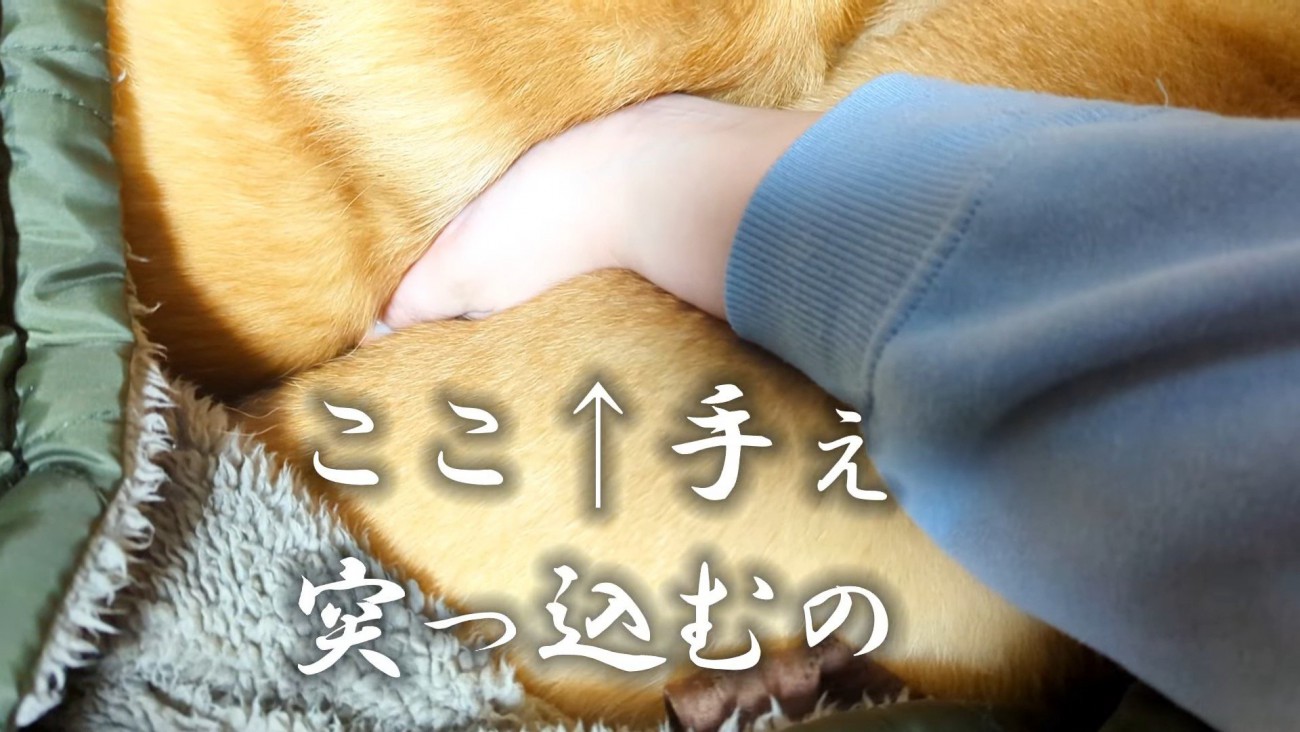 枕を奪われたスティーブくん8