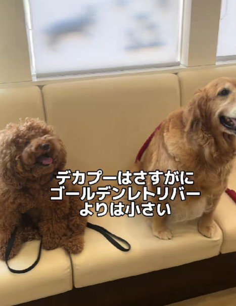 ゴールデンレトリバーより小さい