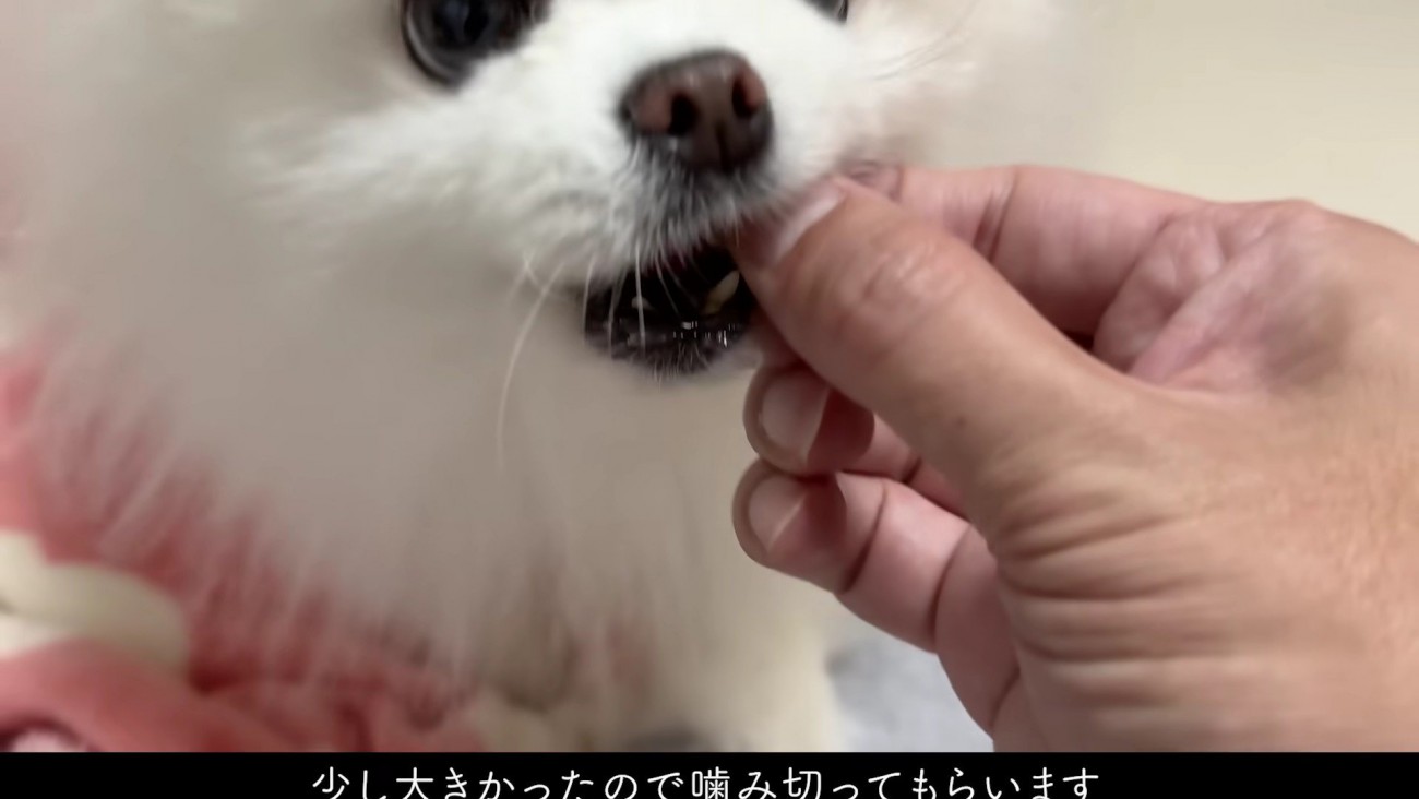 なかなか噛み切れない…