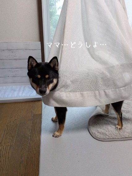 助けを求めるあずきちゃん