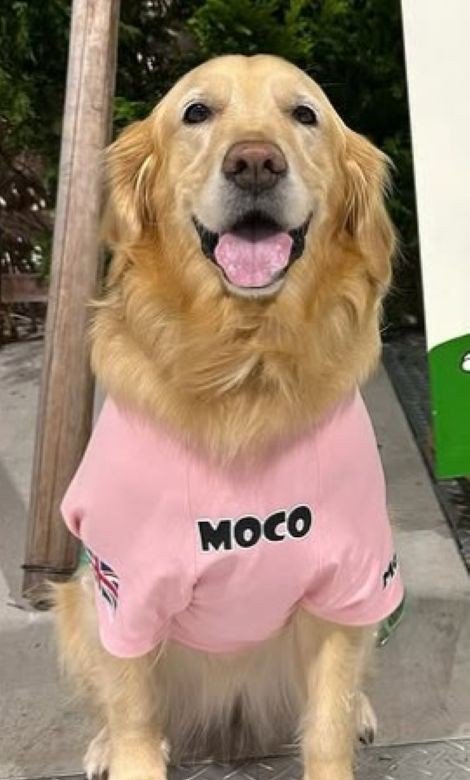 色々なお顔のモコちゃん