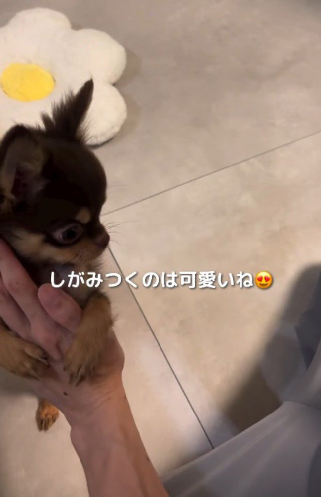 手を上げていた飼い主の腕にしがみつく子犬