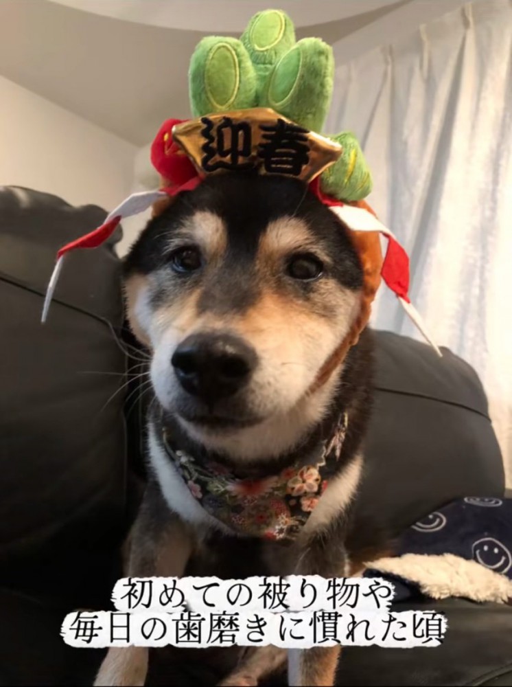 被り物を被る老犬