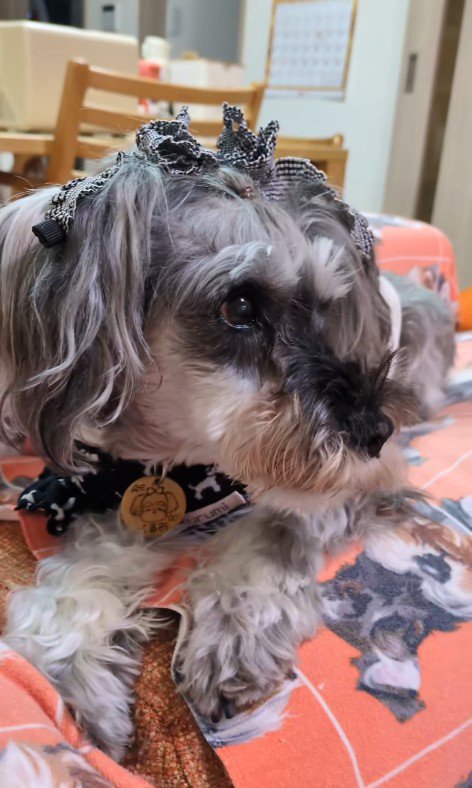 テレビに自分が出た時の風太くん9