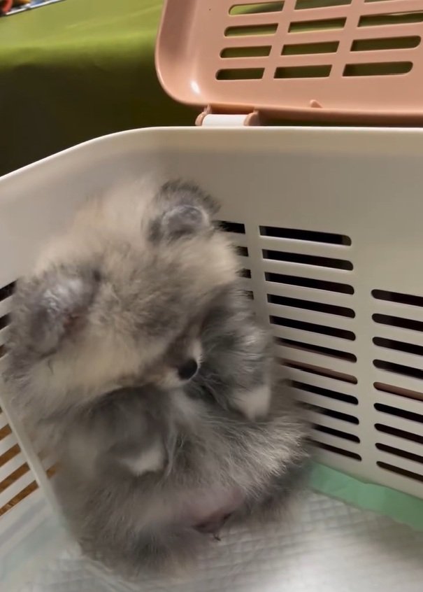 頭を下げるしらすちゃん