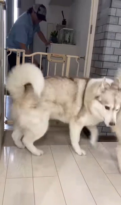 寧々ちゃん＆茶々ちゃんのお出迎え7