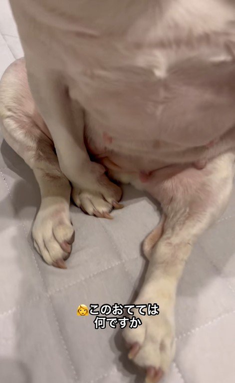 はなちゃんの体勢7