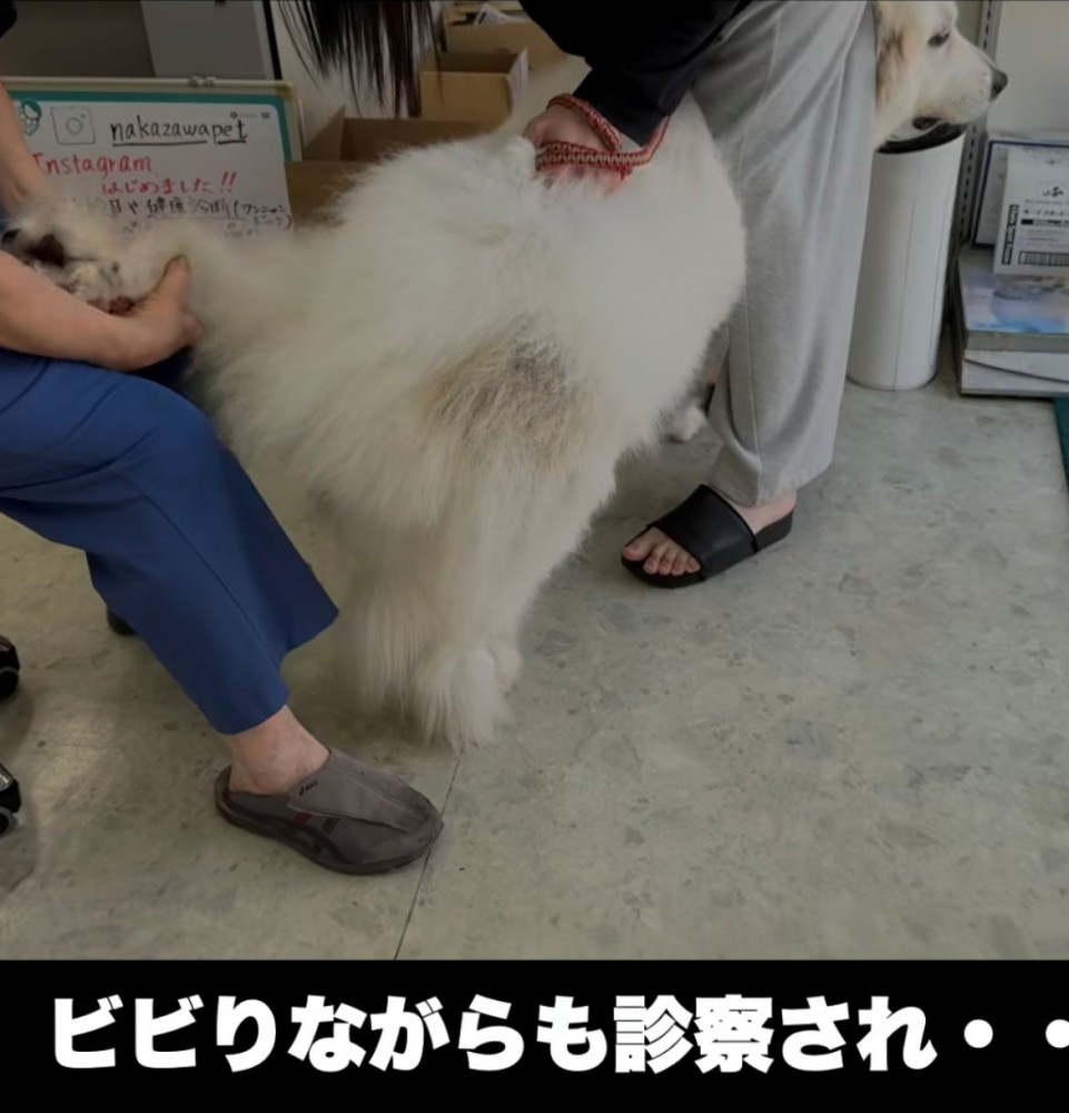 診察を受ける犬