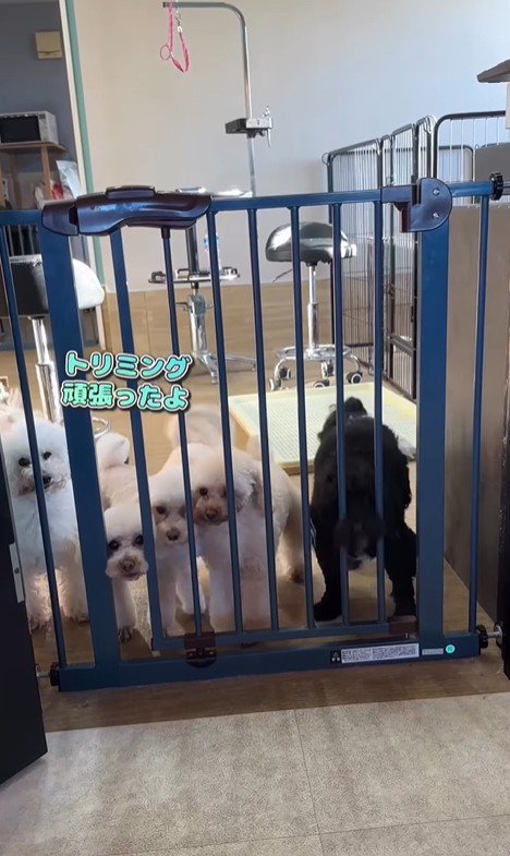 はるちゃん＆なつちゃんのお迎え4