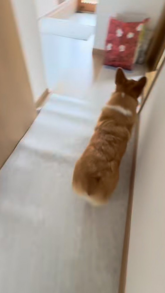 廊下を歩くコーギー